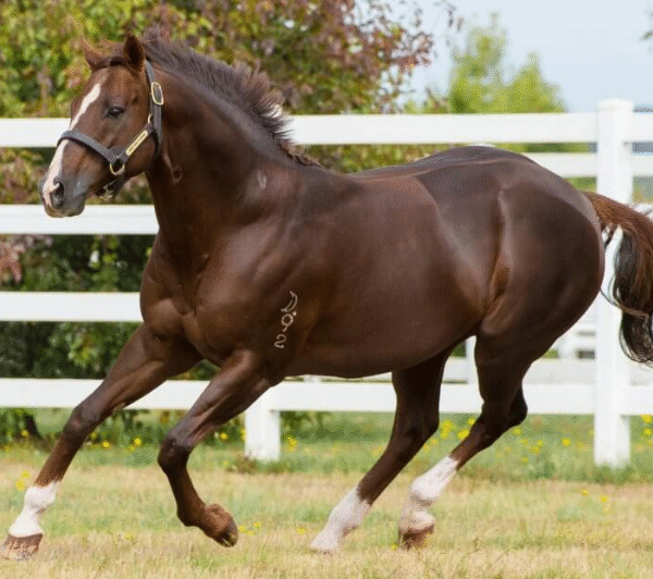 The Role of Stallions in Racing Breeding Programs