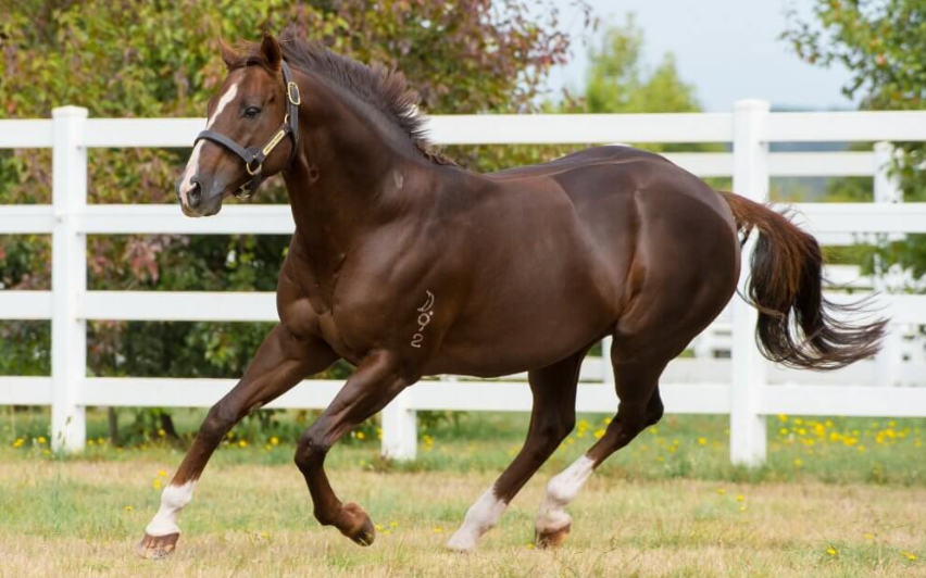 The Role of Stallions in Racing Breeding Programs